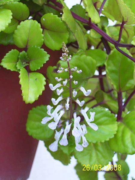 如意蔓功效|如意蔓 Plectranthus verticillatus